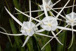 Godfreyi's spider-lily